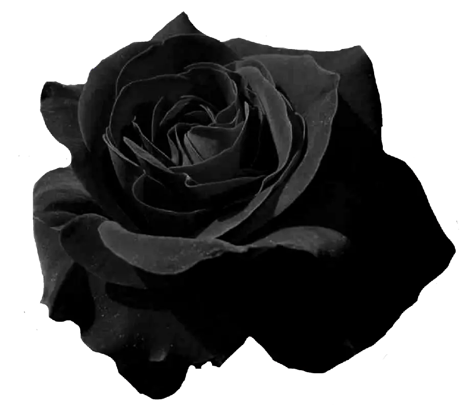 Simple and stylish photo with black flower design for virtual condolences