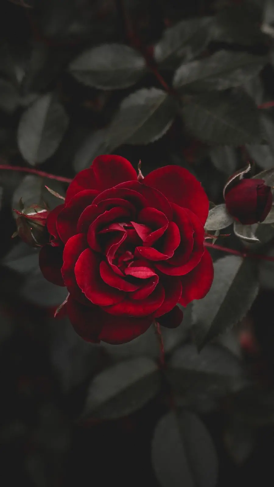 Spectacular wallpaper of red roses with a dark leaf background