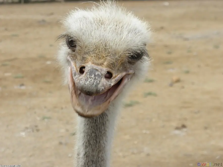 Great wallpaper of a cute ostrich with an open mouth