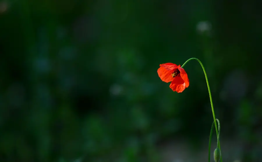Sad stock photo of a lonely wild red anemone flower in high quality Above