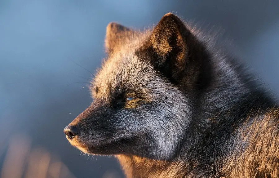 A Background of a Sleepy and Tired Silver Fox