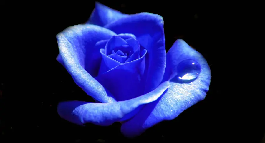 Unique background of roses In blue with HD quality