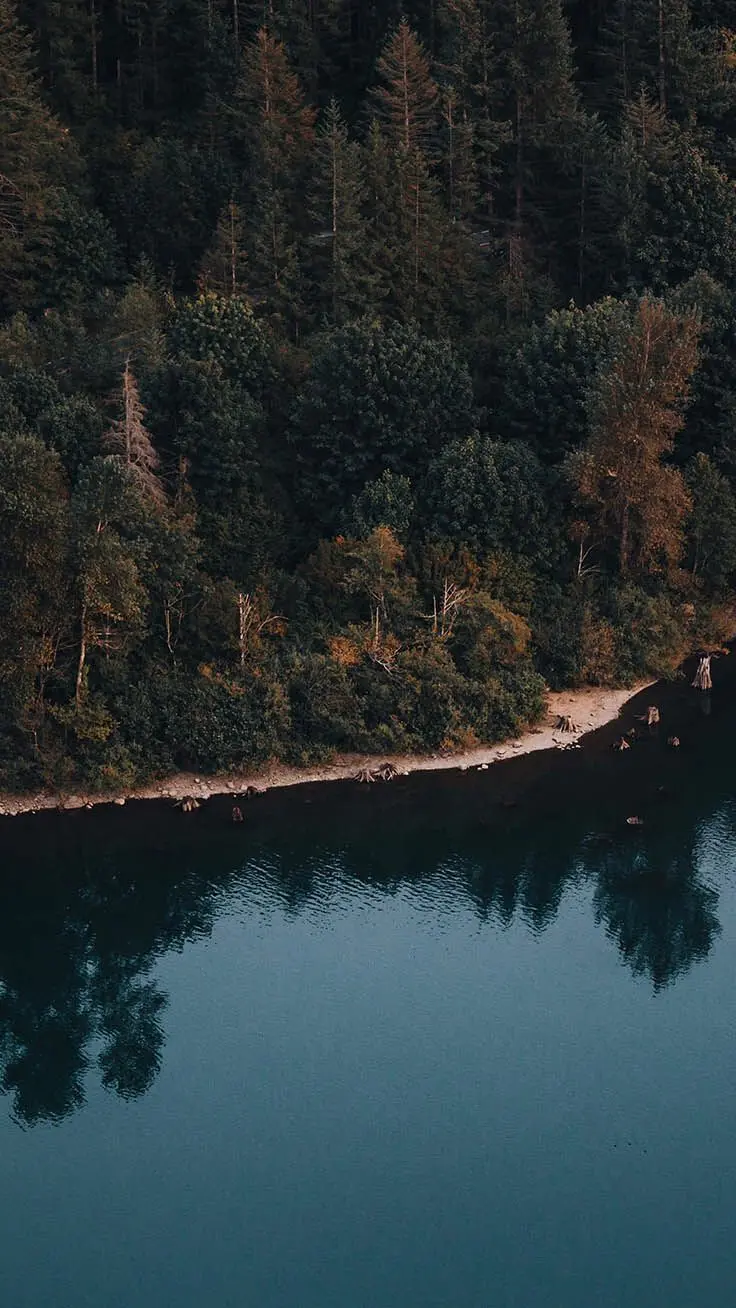 A top-quality background for an Android phone with trees in a dense forest by the water