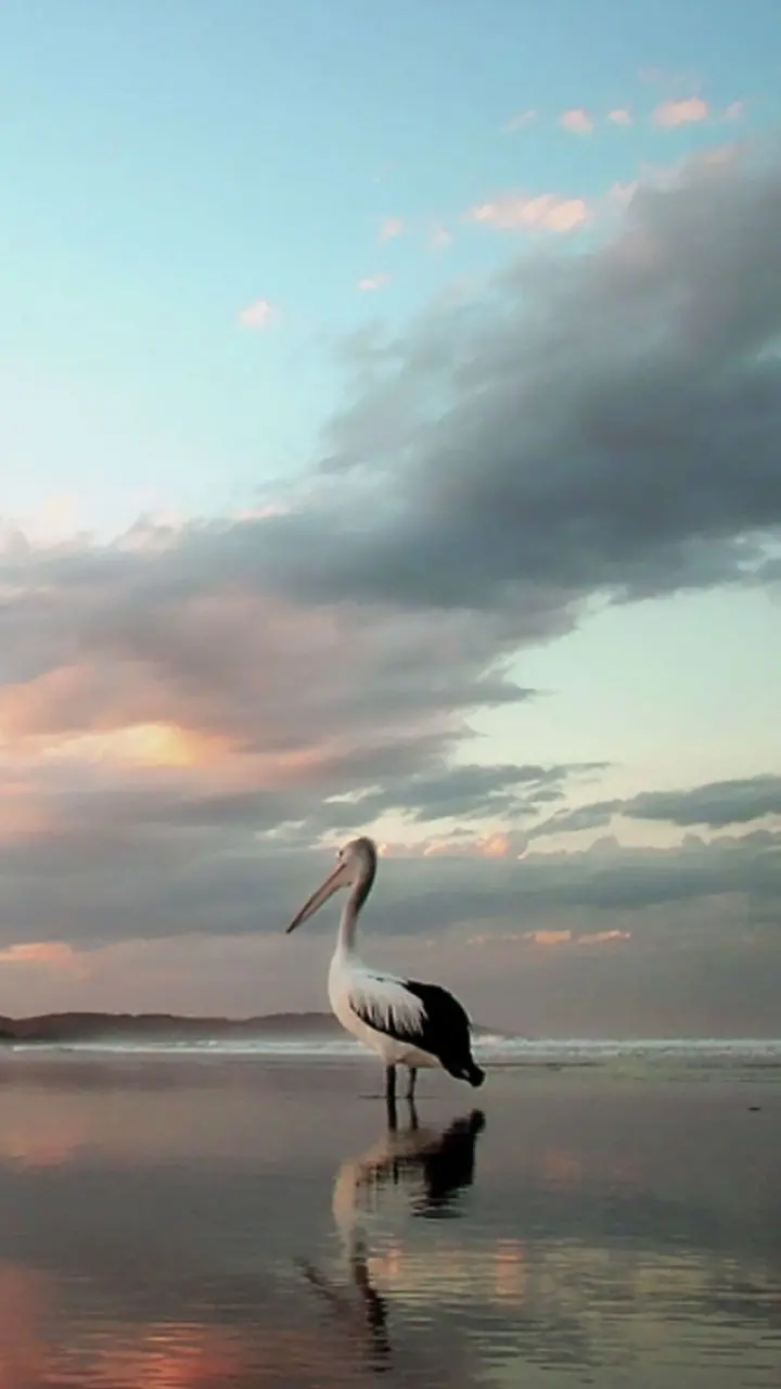Sad poster of a pelican in the sea, staring at the dark clouds in the sky