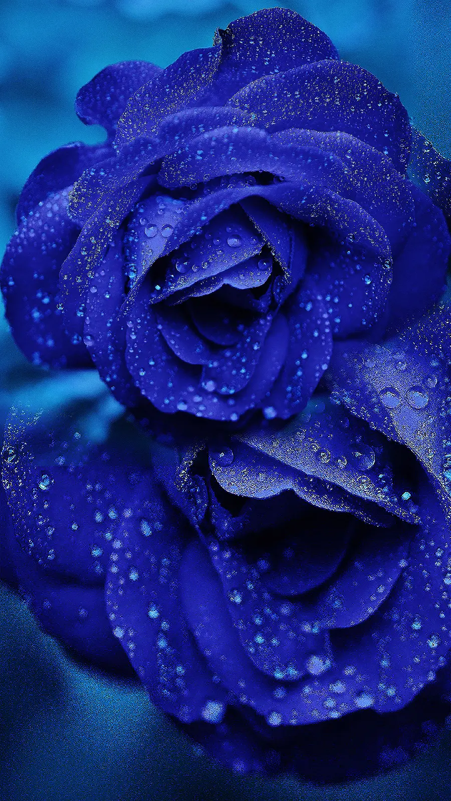 A masterpiece and very high quality image of real blue rose petals for your profile