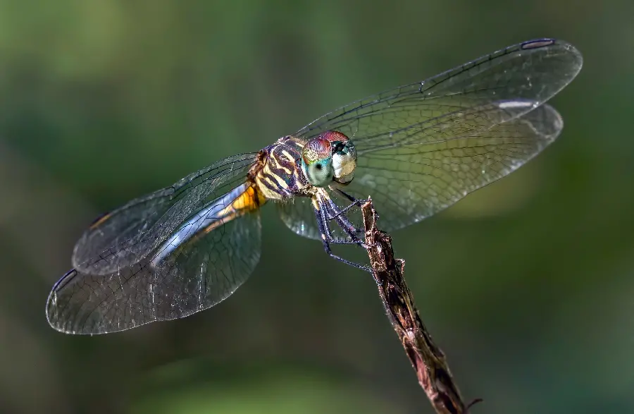 Beautiful dragonfly insect image in 4k quality