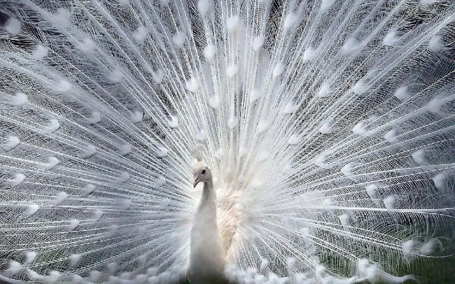 HD quality background photo of the magnificent and wide feathers of a white peacock