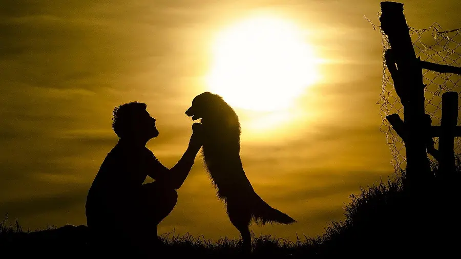 The most viewed Instagram post photo with a human and dog friendship design