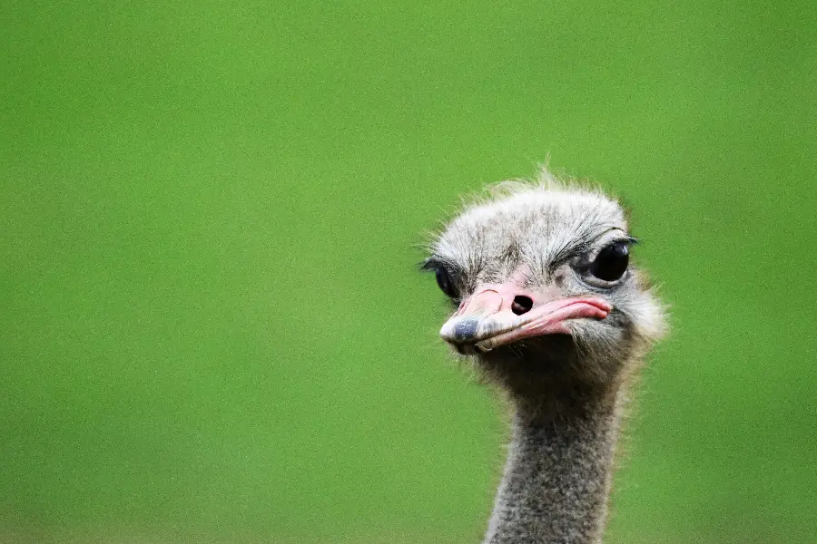 Wallpaper of an ostrich in the middle of the grass field