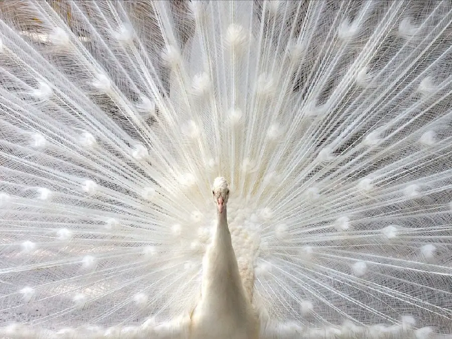 The latest front view photo of the open feathers of a white peacock, exclusive to Telegram