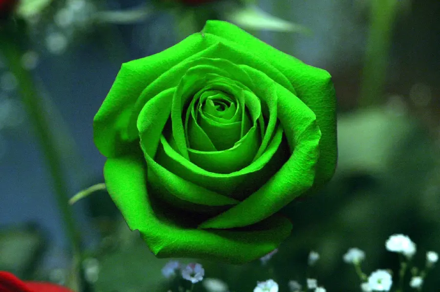 Download brilliant image of green rose in hd and