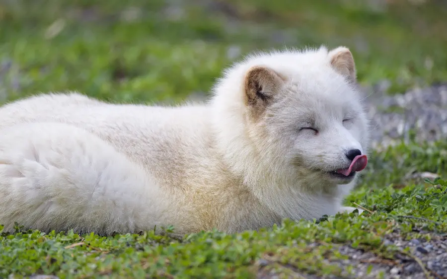 Beautiful wallpaper of a white fox in the grass