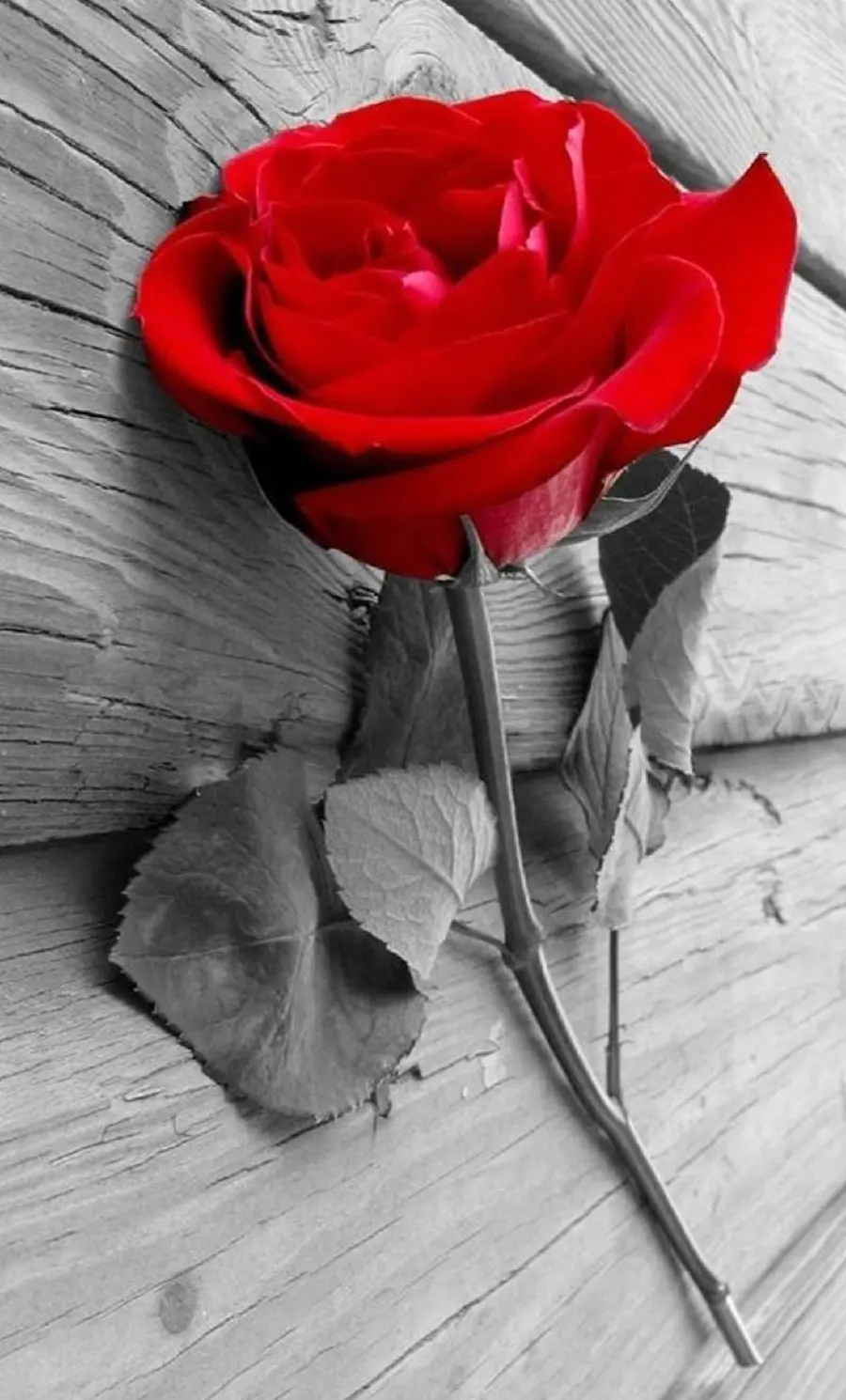 Photo Natural red rose branch for phone wallpaper