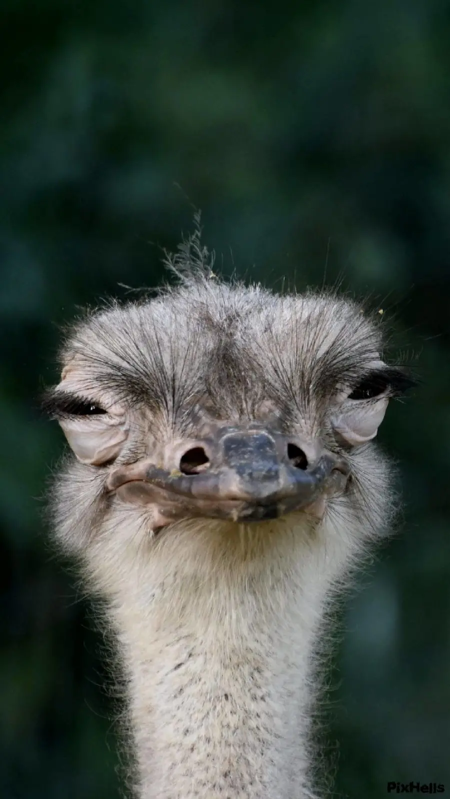 Photo of a sleepy ostrich with almost closed eyes
