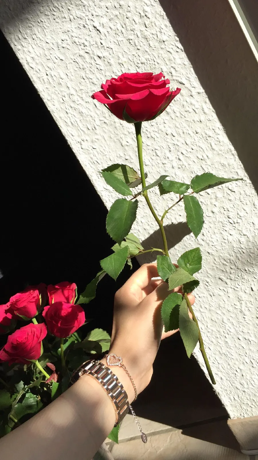 High quality image of a beautiful red rose for your mobile profile