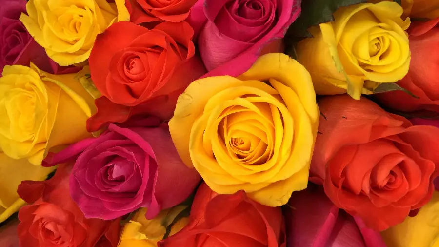 Spectacular Wallpaper of Fantastic Yellow and Red Roses for Samsung 