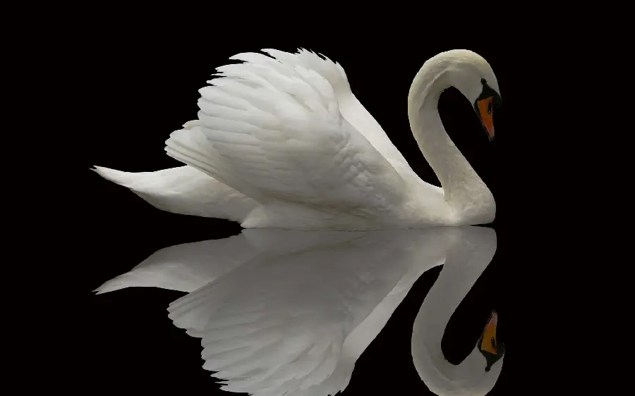 Mobile wallpaper of the beautiful reflection of the image of a swan bird in the water with a black background
