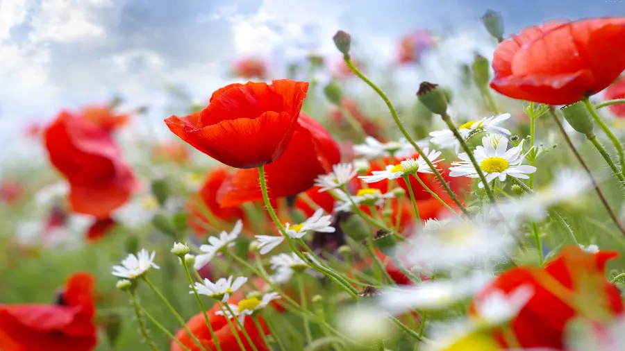 Download Amazing Profile Picture of Wild Red Poppies and Chamomile Flowers in HD Quality