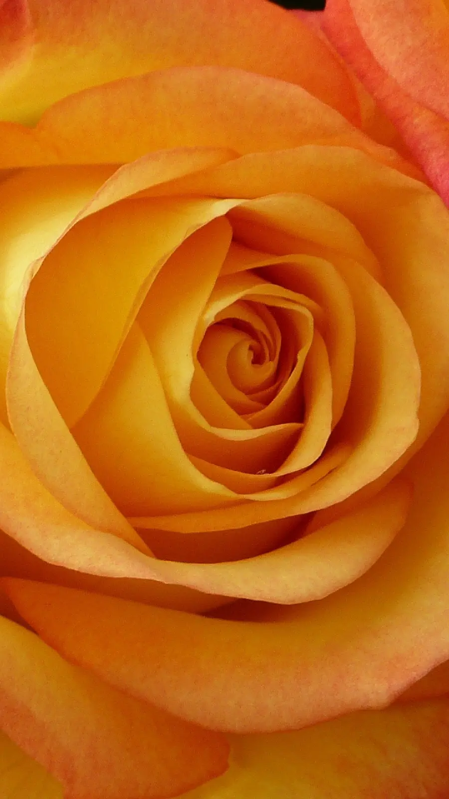 Close-up view of a beautiful and attractive rose for Windows background 