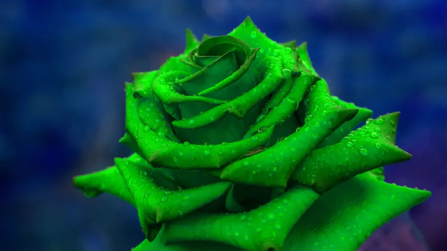 Fantasy photo of green rose soaked with spring rain