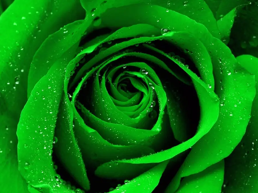 Stock image of a fresh green rose with tiny water droplets on it