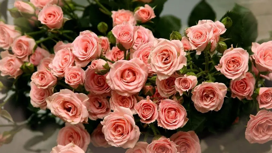 Stylish Wallpaper And wonderful with attractive peach rose design 