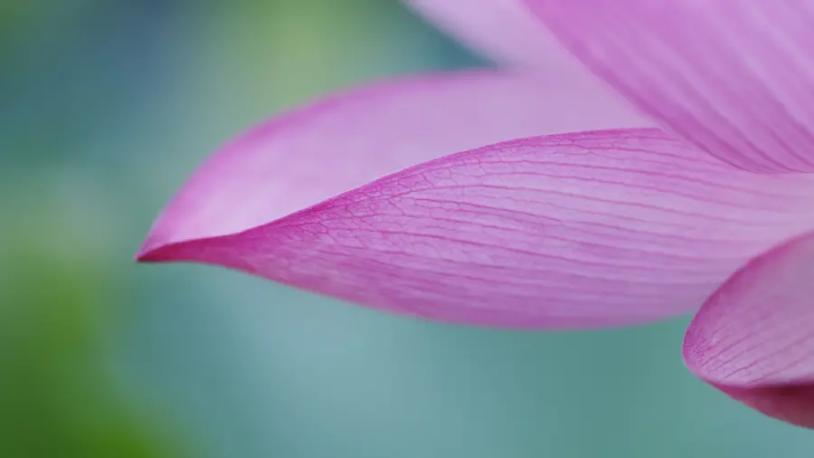 Zoomed photo of beautiful lotus leaves for wallpaper