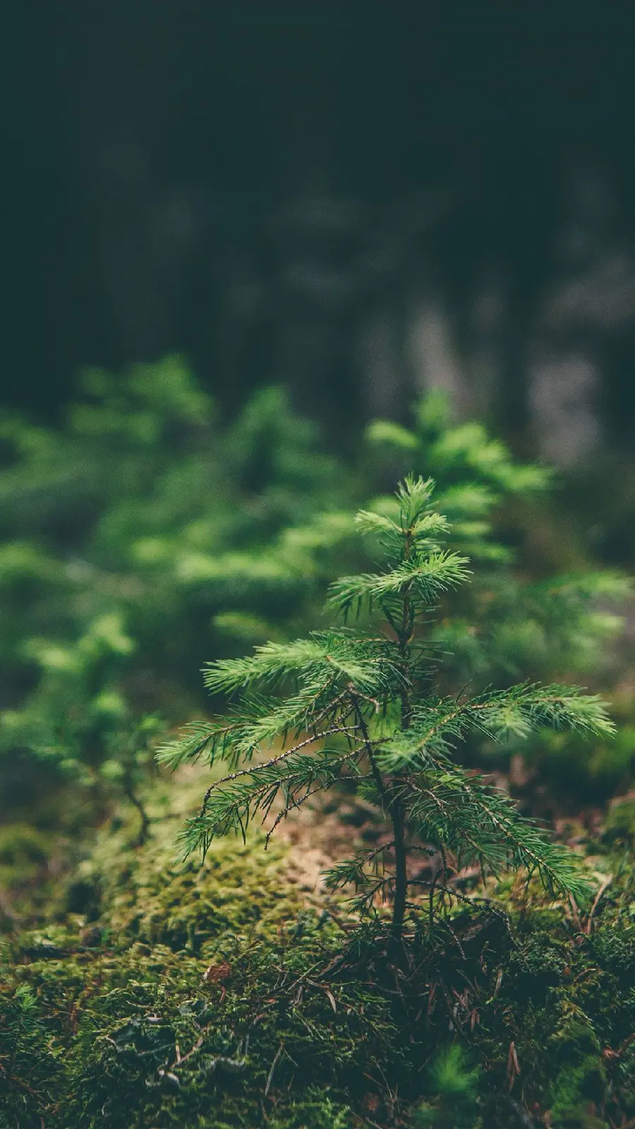 The most famous green plant art photo with super quality 