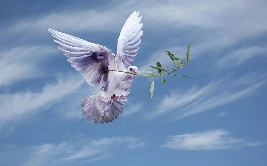 New hd quality image of a dove with open wings carrying a green branch