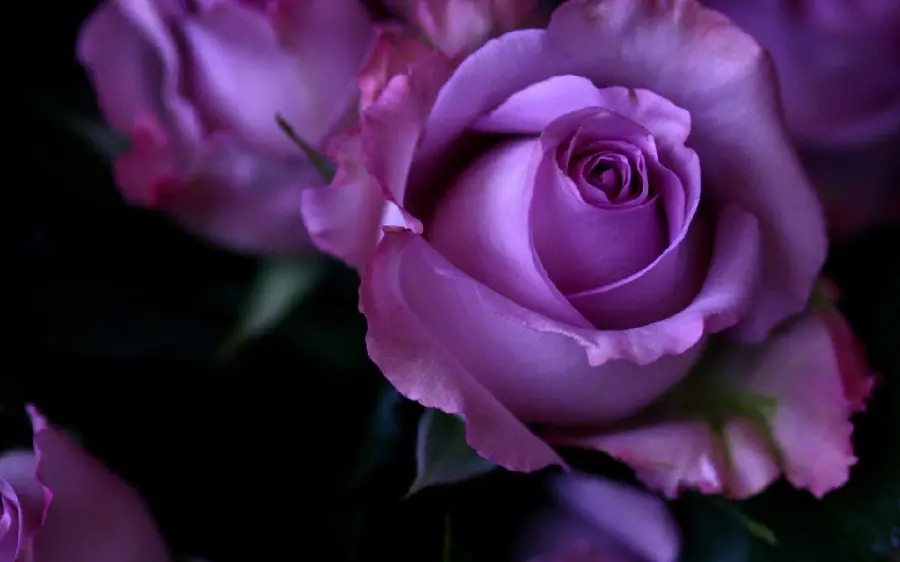 Beautiful and Spectacular Profile Photo of Purple Roses Suitable for Phone in Pure Quality