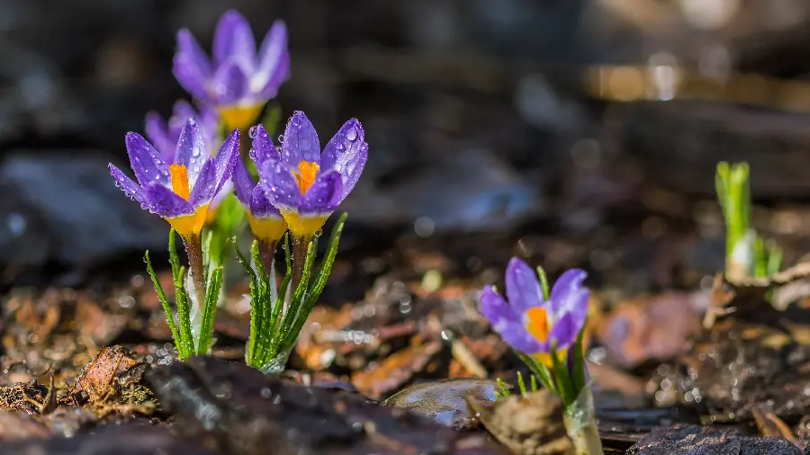 Beautiful purple wild flowers wallpaper in nature with high quality hd suitable for the phone