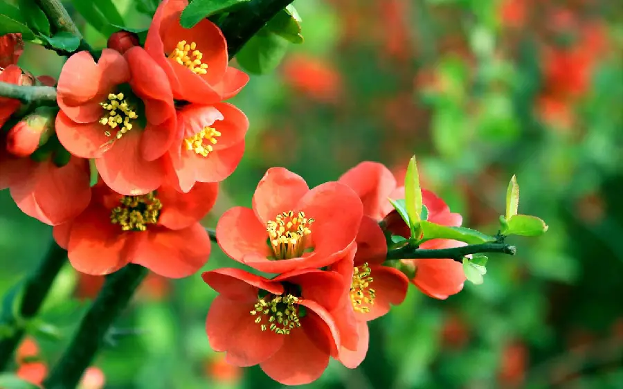 Download stock photo of begonia in full bloom under the sun
