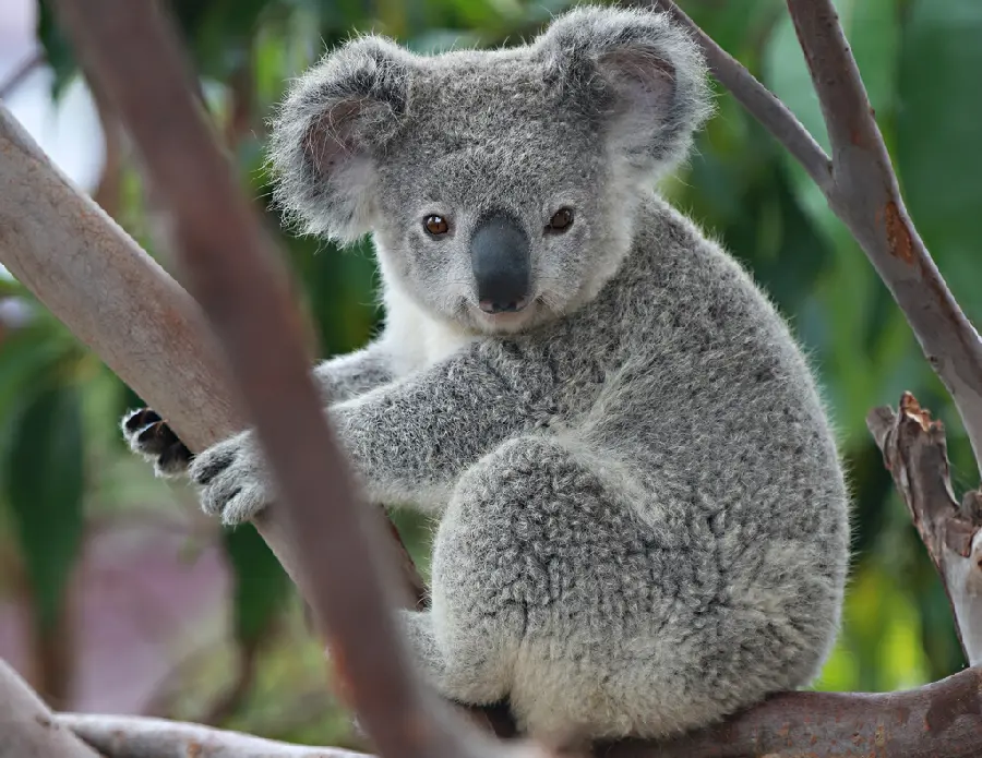 The most beautiful picture of a sitting koala holding a tree with its hand
