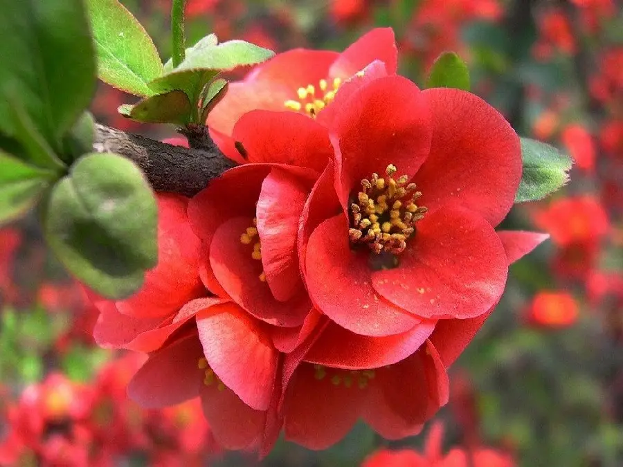 Stock image of red begonia flowers intertwined