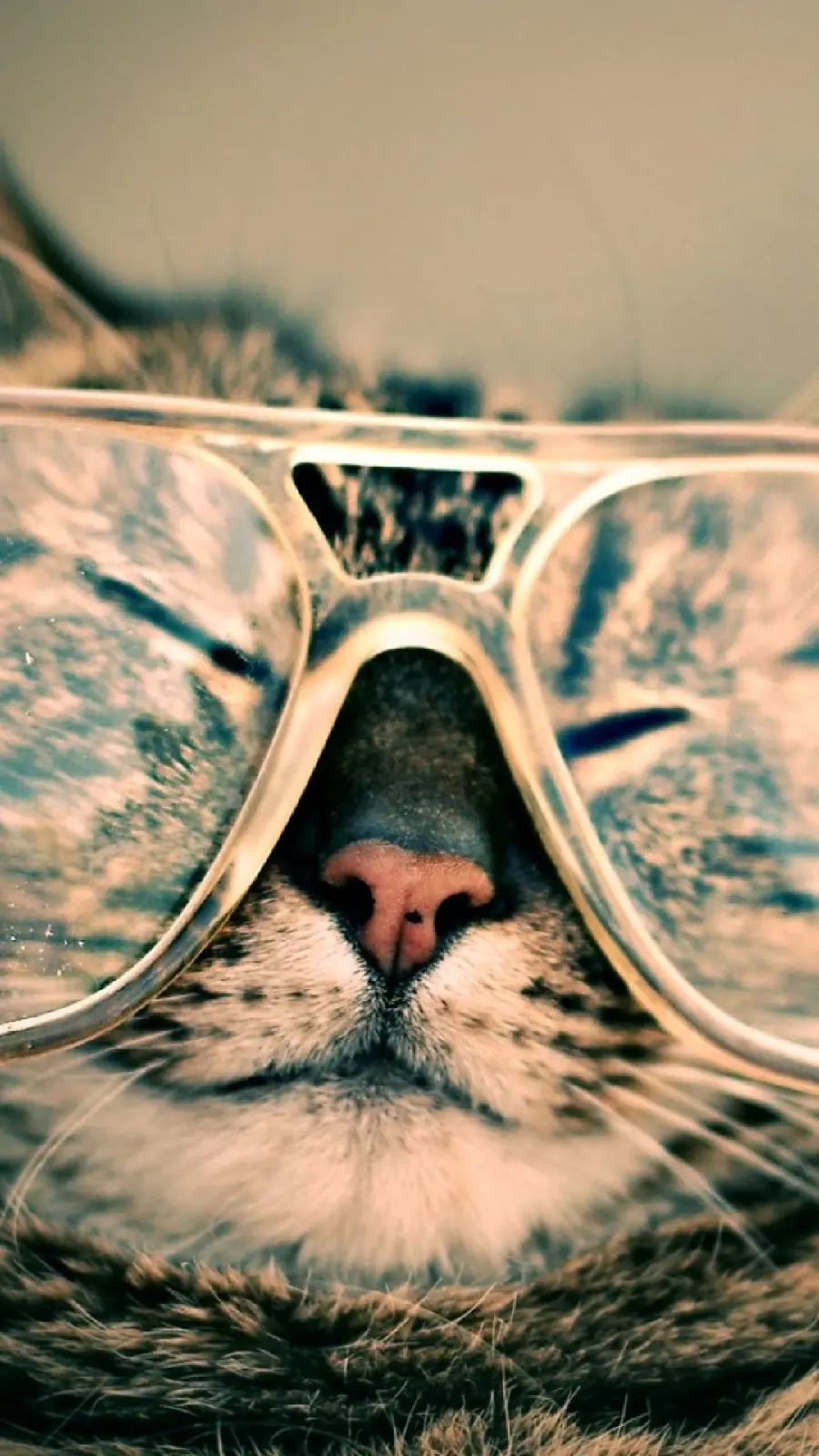 Picture of a bespectacled cat and scientist suitable for a Telegram profile
