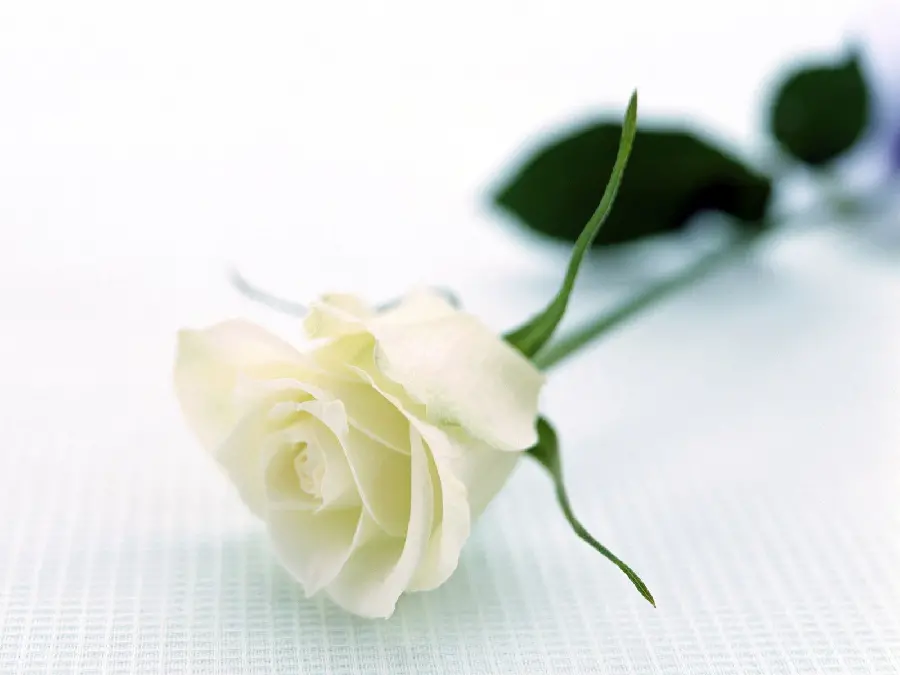 Lovely Vector of White Rose with Blurred Leaves on a Lace-Shaped Surface