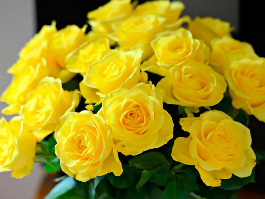 The most beautiful yellow rose photos in HD quality 