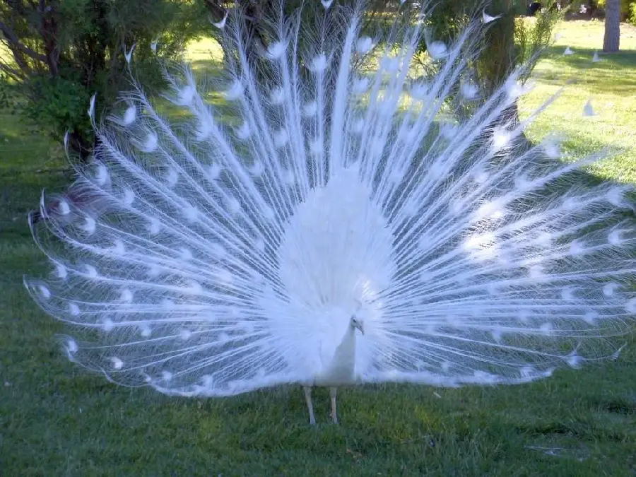 Download stock photo of white peacock feathers like snow in low sunlight