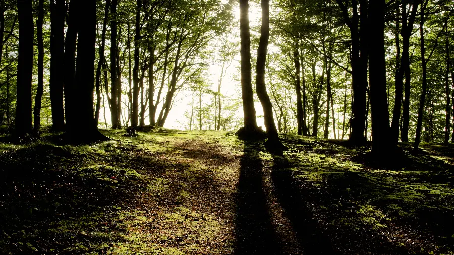 A dreamy photo of the forest Green in the embrace of sunlight