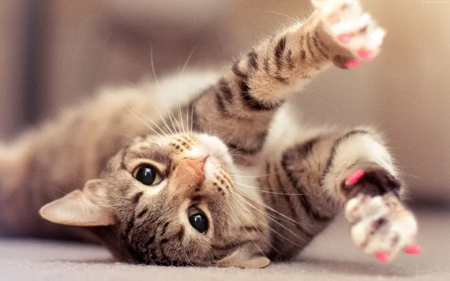 Beautiful wallpaper of a lovely kitten in Full HD quality
