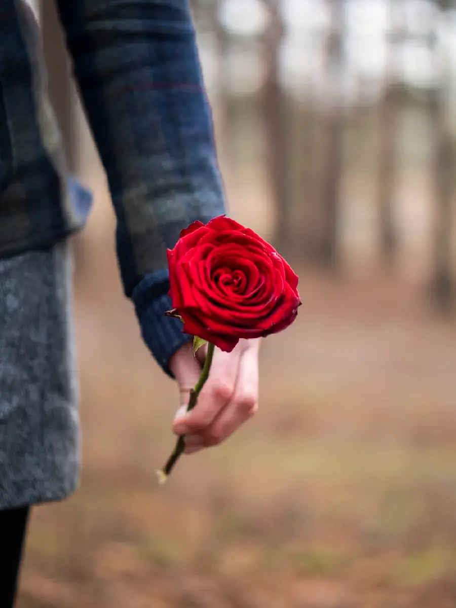 Photo of a rose in a boy's hand