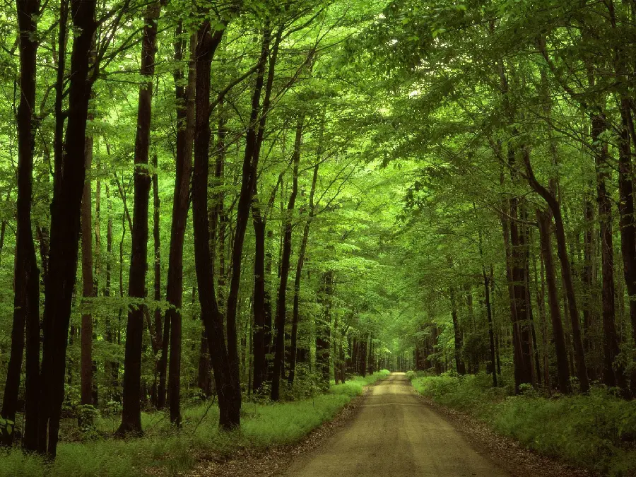 Special 8K view of impressive forest road suitable for profile 