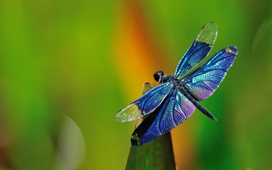 Download dragonfly photo with beautiful wings