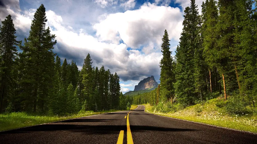 Amazing and Lovely Forest Road with Yellow Lines for Telegram Profile