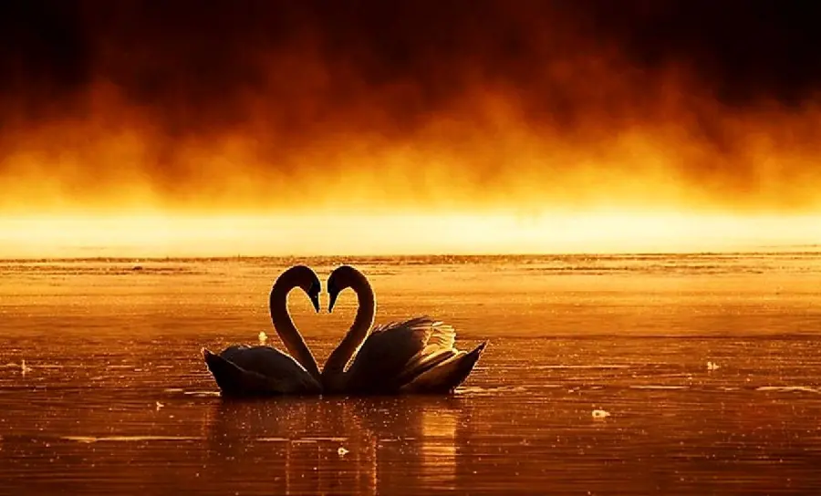 Free download of a romantic photo of two swans in love with a sad sunset theme 