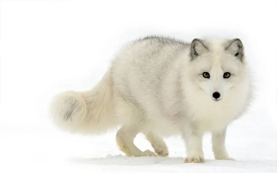 A spectacular photo of a white arctic fox suitable for background