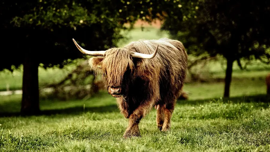 A wallpaper photo of a buffalo animal