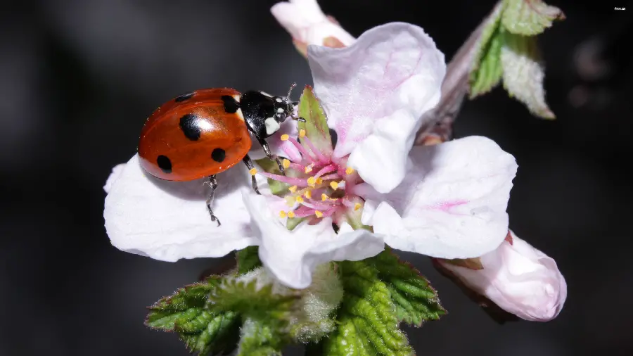 Beautiful Ladybug on Flower Wallpaper in HD Quality