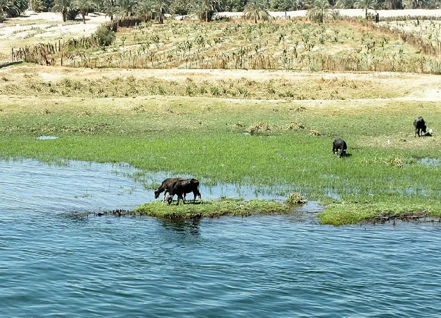 The most viewed photo of the flora and fauna of the Nile River