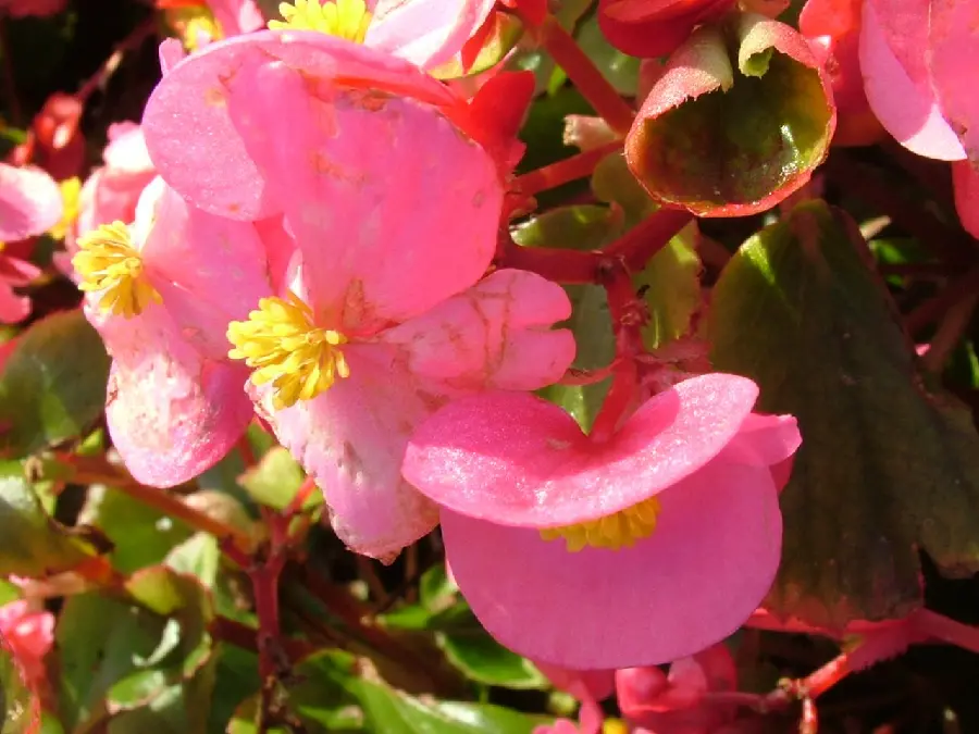 Download the beautiful pink background image of the bridal begonia flower